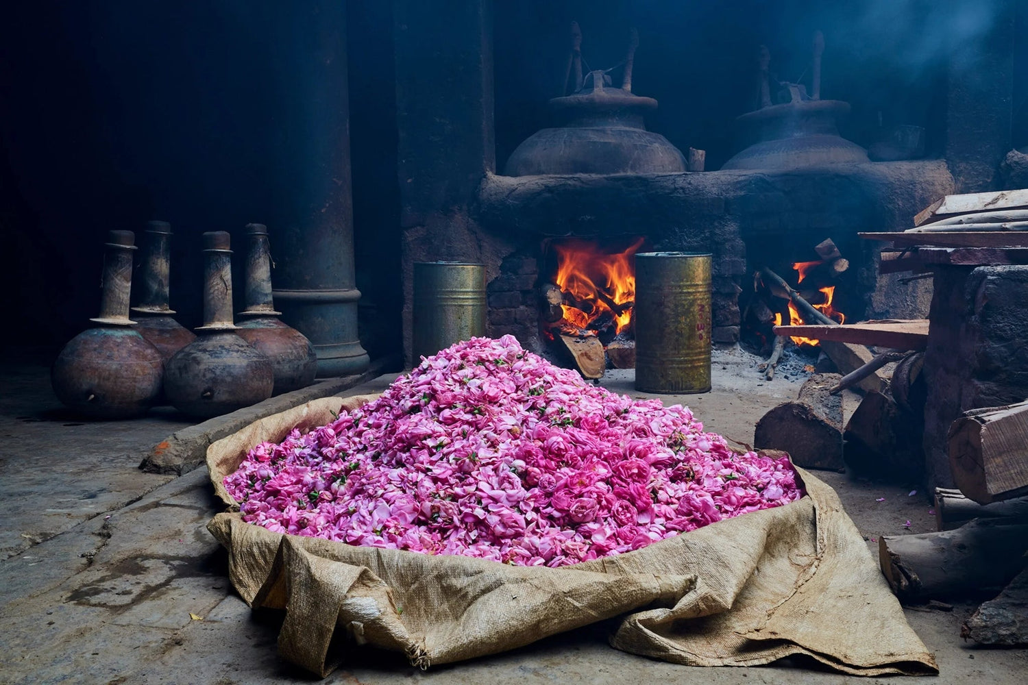 Rose petals